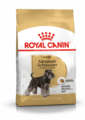Adult Miniature Schnauzer