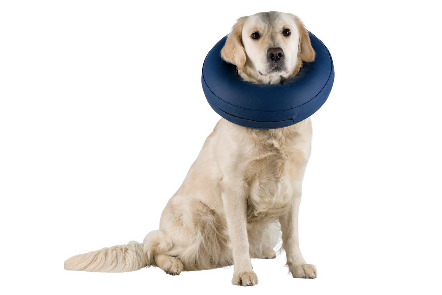 Inflatable Protective Collar DogCollars, Leads & HarnessesCollars