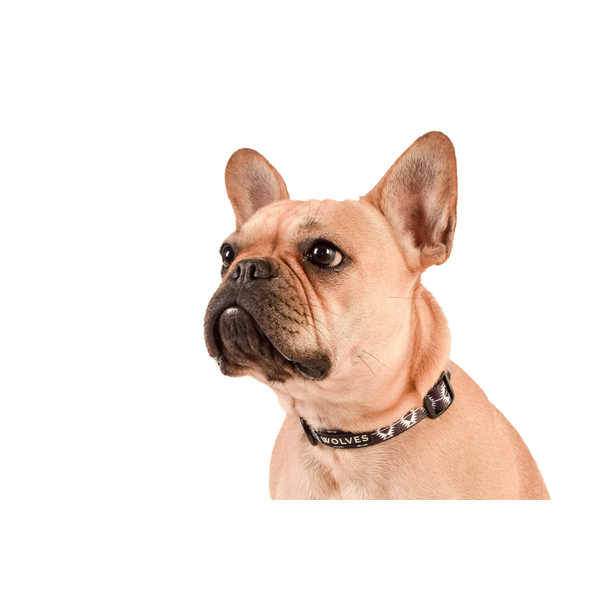 Indy Dog Collar