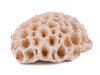 Natural Mushroom Coral