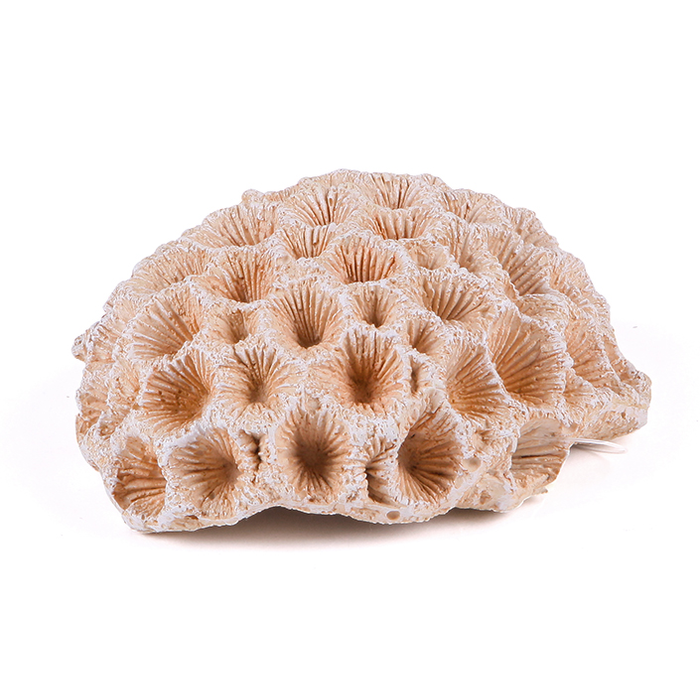 Natural Mushroom Coral