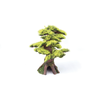 Bonsai Plant - Small