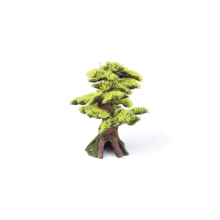 Bonsai Plant - Small