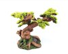 Bonsai Plant - Medium