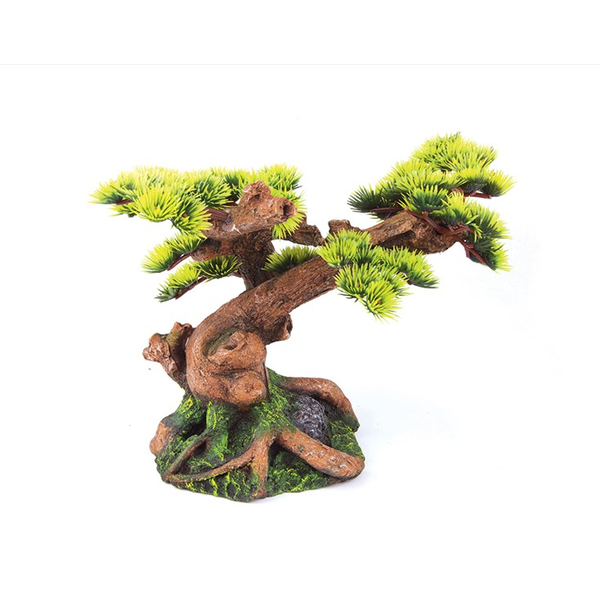 Bonsai Plant - Medium