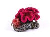 Coral with Plant - Small