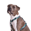 Florida All Purpose Harness