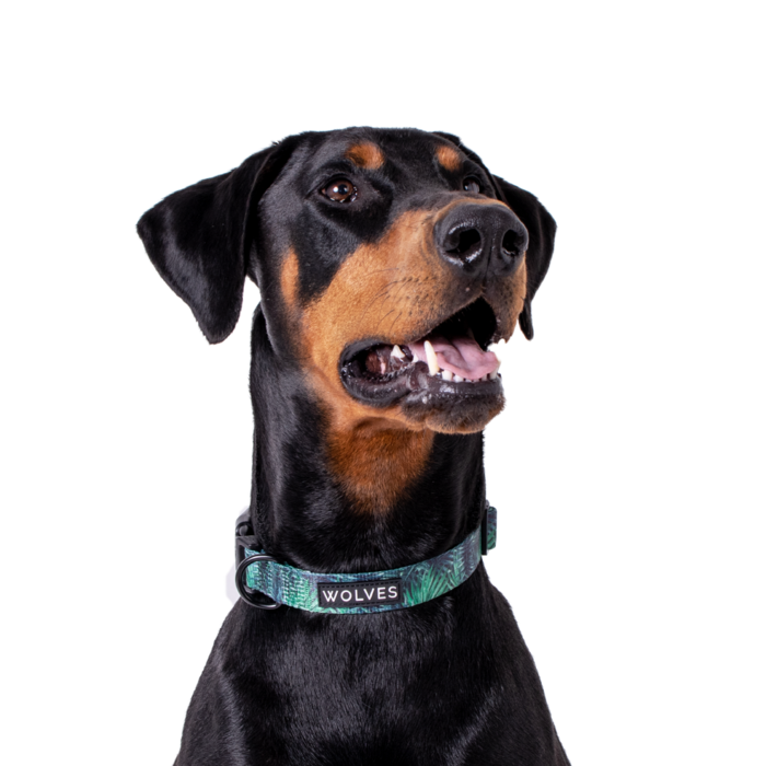 Florida Dog Collar