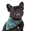 Dog Mesh Bandana