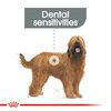 Maxi Dental Care