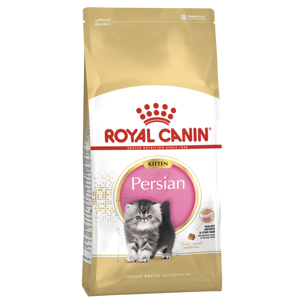 Persian Kitten