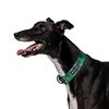 Florida Greyhound Collar