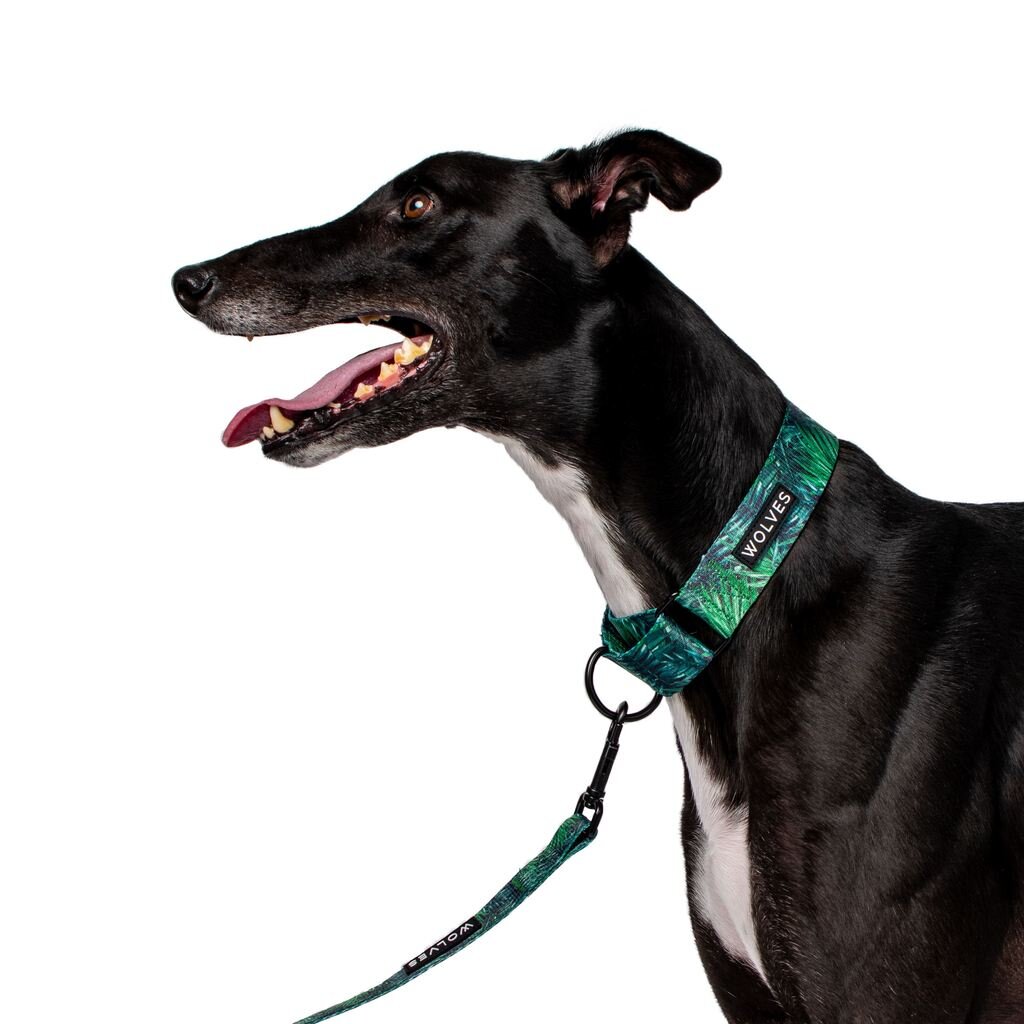 Florida Greyhound Collar DogCollars, Leads & HarnessesCollars Pet