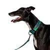 Florida Greyhound Collar