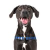 Luey Dog Front Clip Harness