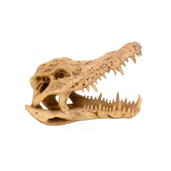 Crocodile Skull Medium