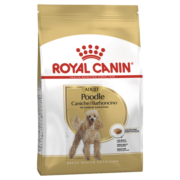 Adult Poodle