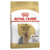 Adult Yorkshire Terrier