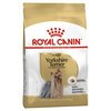 Adult Yorkshire Terrier