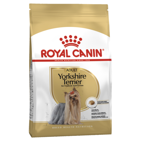 Adult Yorkshire Terrier