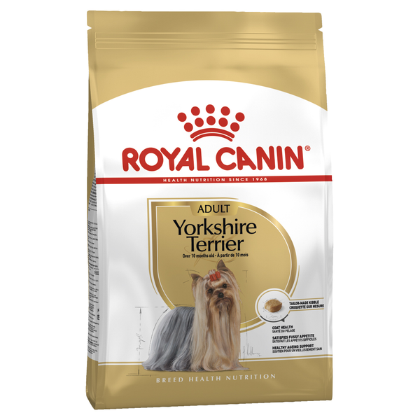 Adult Yorkshire Terrier