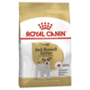 Adult Jack Russell Terrier