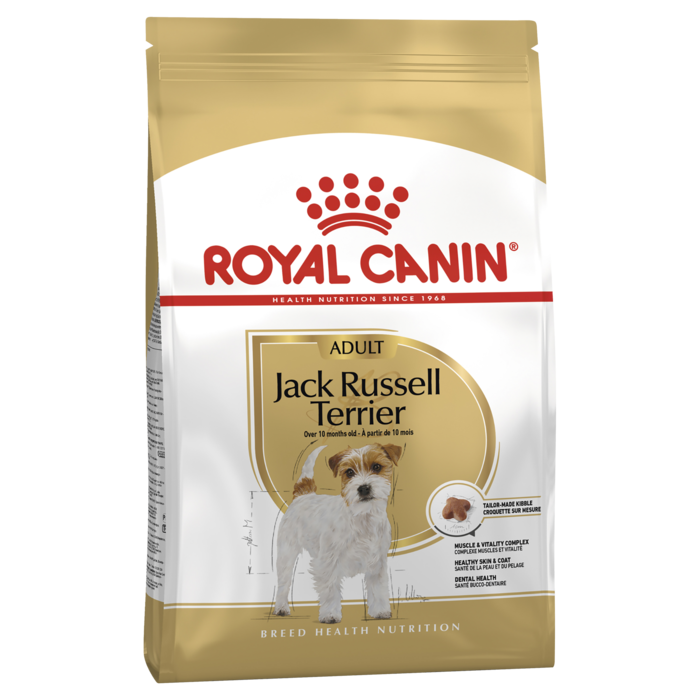Adult Jack Russell Terrier