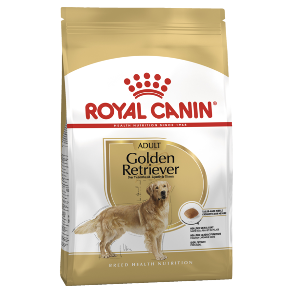 Adult Golden Retriever