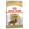 Adult Cocker Spaniel