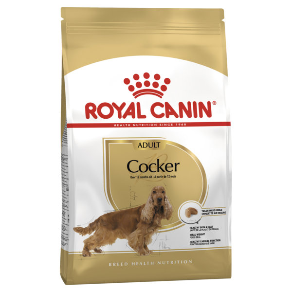 Adult Cocker Spaniel