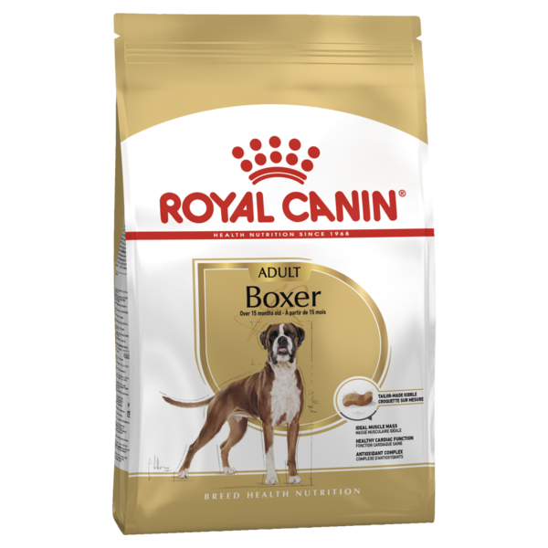Adult Boxer