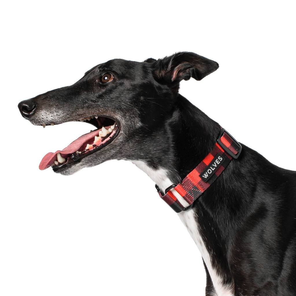 Buffalo Greyhound Collar Dog Collars Leads Harnesses Collars