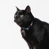 Maverick Cat Collar