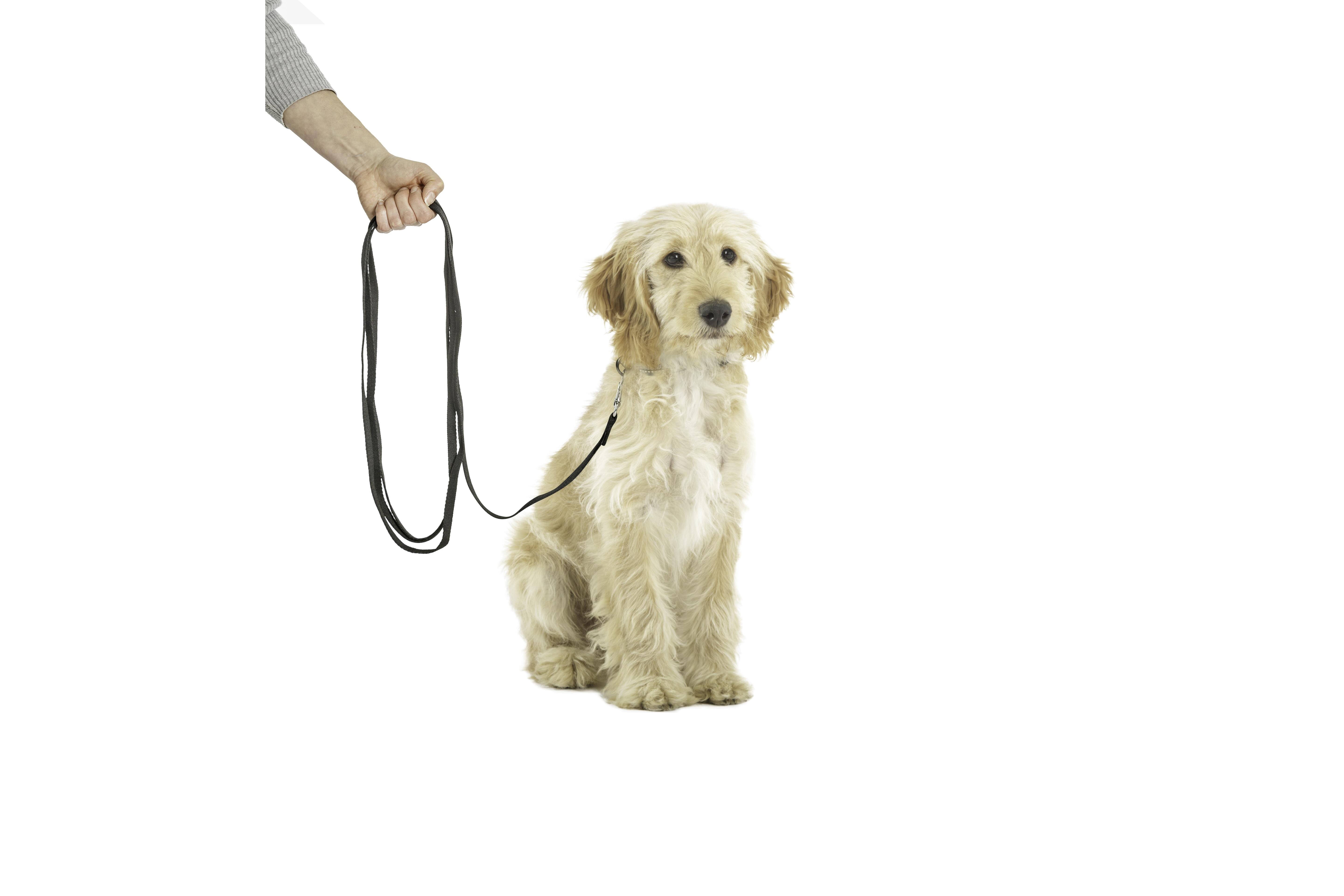 Lightweight Recall Line 5 Meter - Dog-Collars, Leads & Harnesses-Leads : Pet  Shop Auckland –  - CLIX