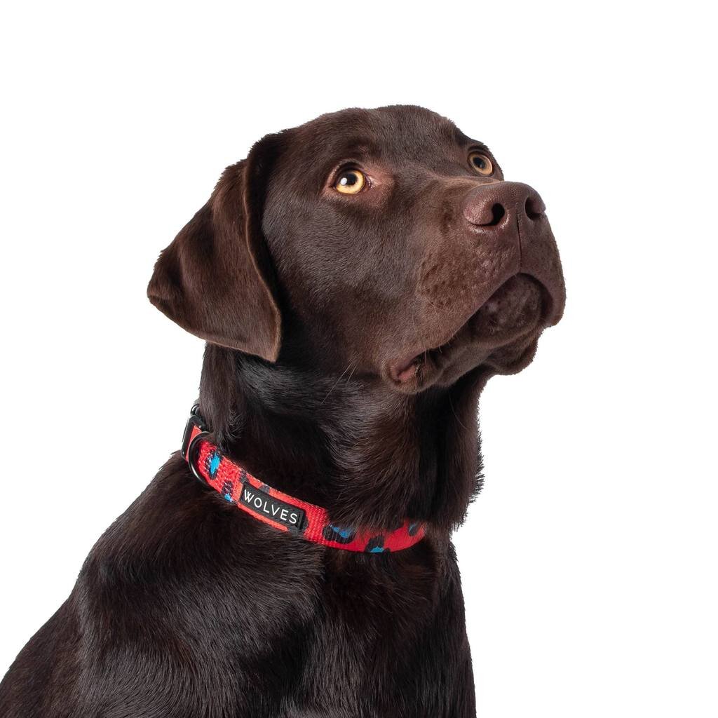 medium wire dog crate dimensions