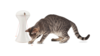 FroliCat Multi-Laser Automatic Laser Light Toy