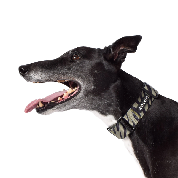 Rambo Greyhound Collar