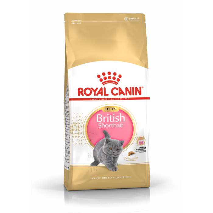 British Shorthair Kitten