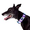 Sulley Greyhound Collar