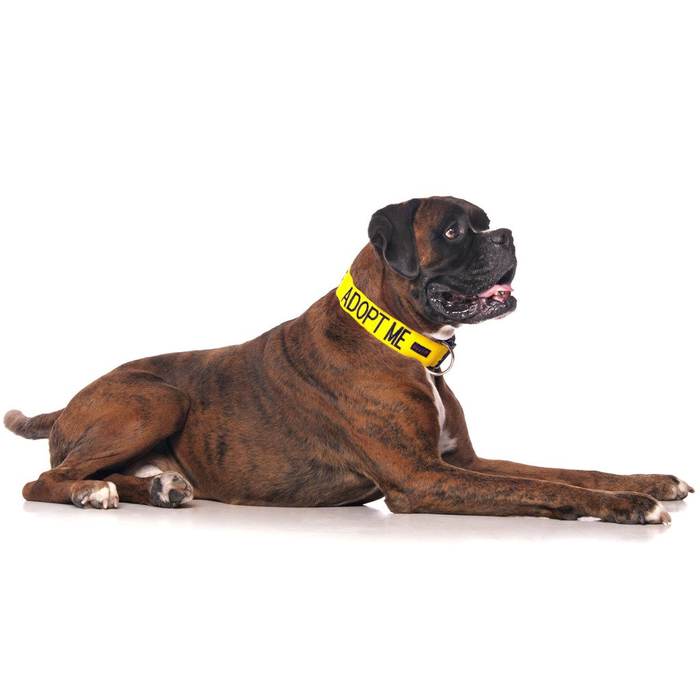 Adopt Me Clip Collar