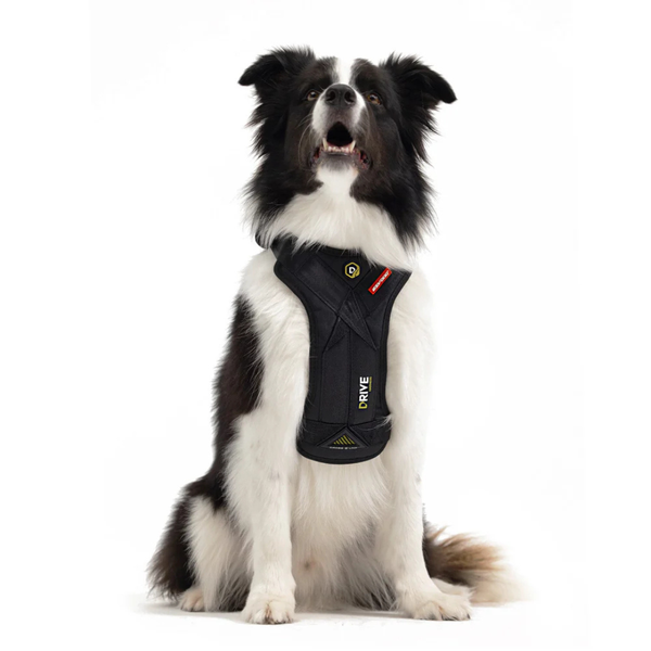 EzyDog Drive Harness