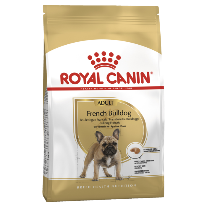 Adult French Bulldog