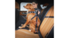 EzyDog Click Zero Shock Seat Belt Car Attachment