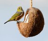 Wild Bird Energy Coconut Feeder - Peanut