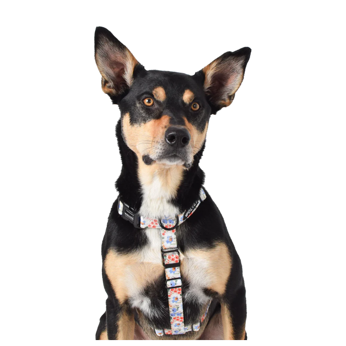 Posy All Purpose Harness 2.0