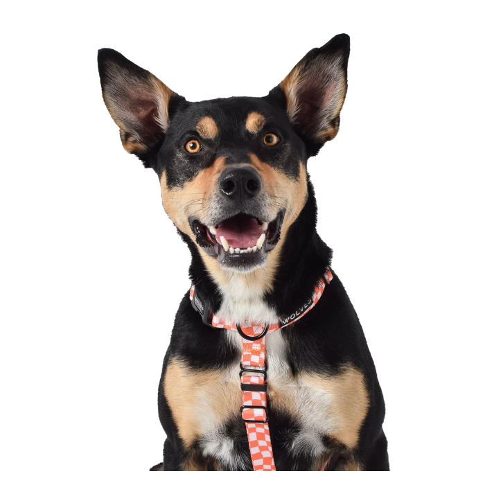 Benji All Purpose Dog Harness 2.0