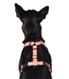 Benji All Purpose Dog Harness 2.0