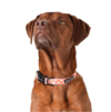 Benji Dog Collar