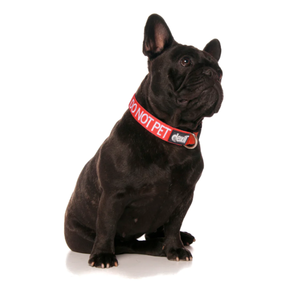 Do Not Pet Dog Clip Collar