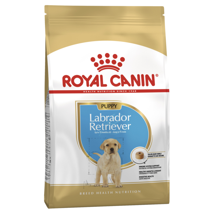 Labrador Retriever Puppy